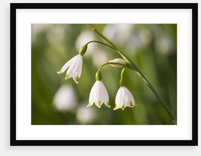 Three ,white, drooping flowers by Anonymous