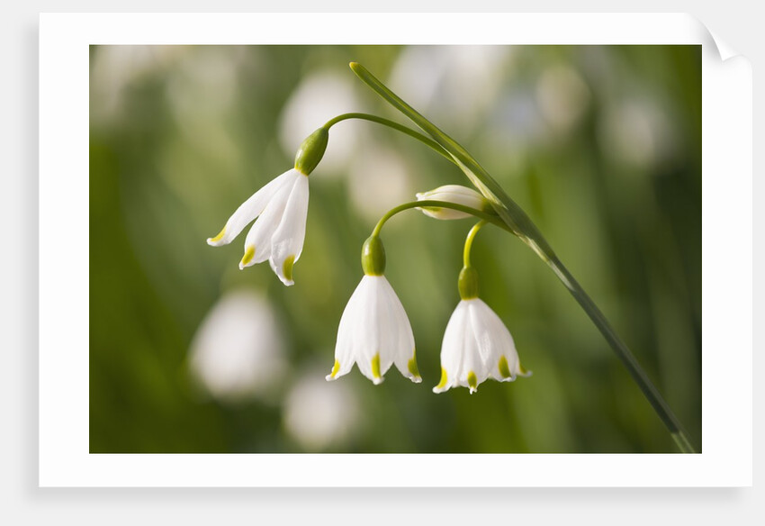 Three ,white, drooping flowers by Anonymous