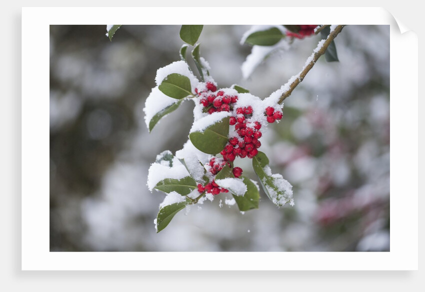 Red berries in the snow by Anonymous
