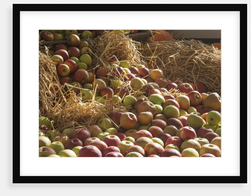 Apples in straw by Anonymous
