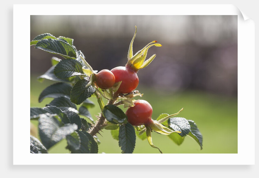 Rosehips by Anonymous