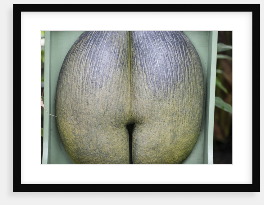 Coco de mare nut by Anonymous