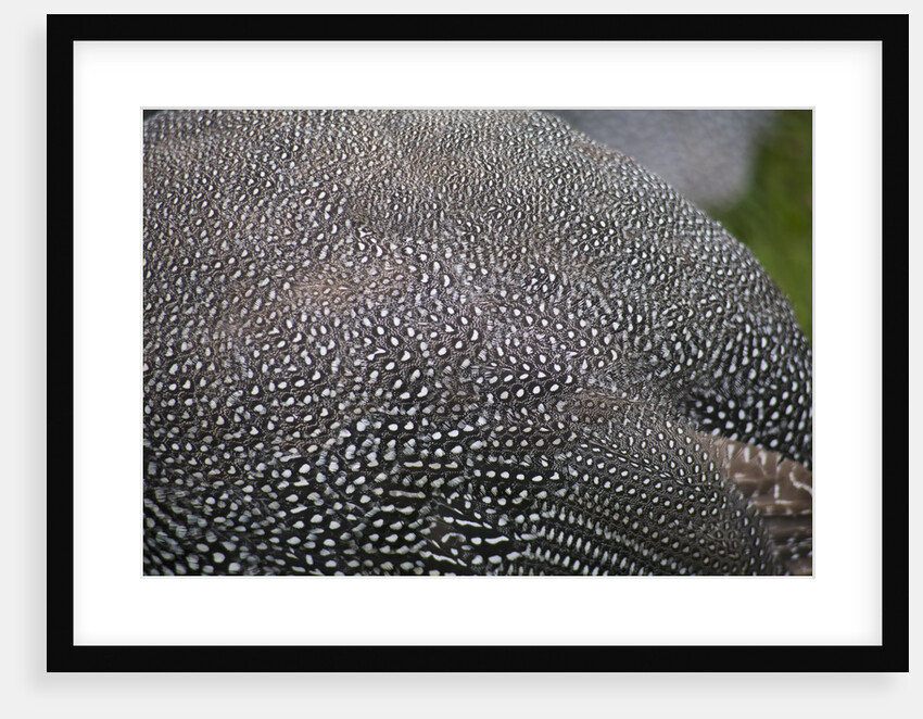 Guinea foul feathers by Anonymous