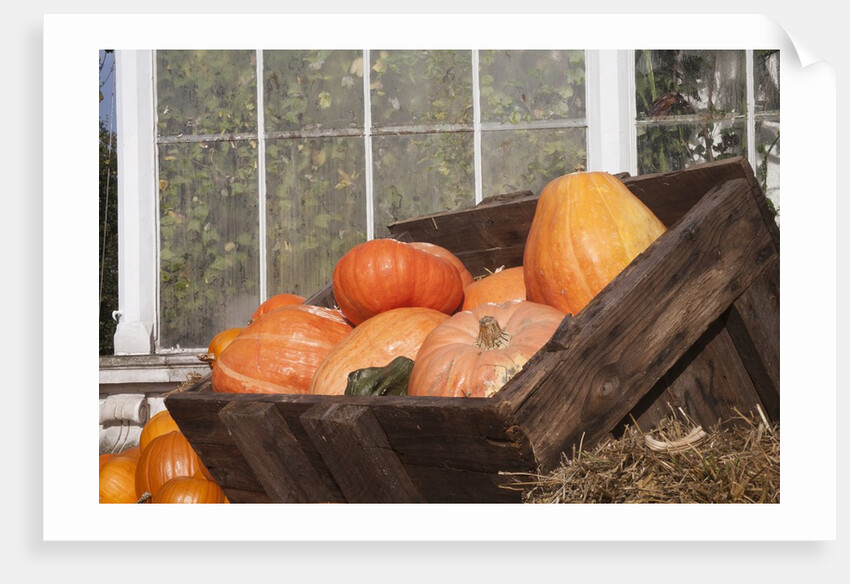 Pumpkins in a box by Anonymous