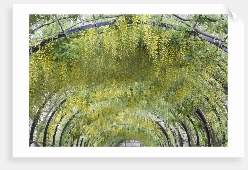 Laburnham tunnel by Anonymous