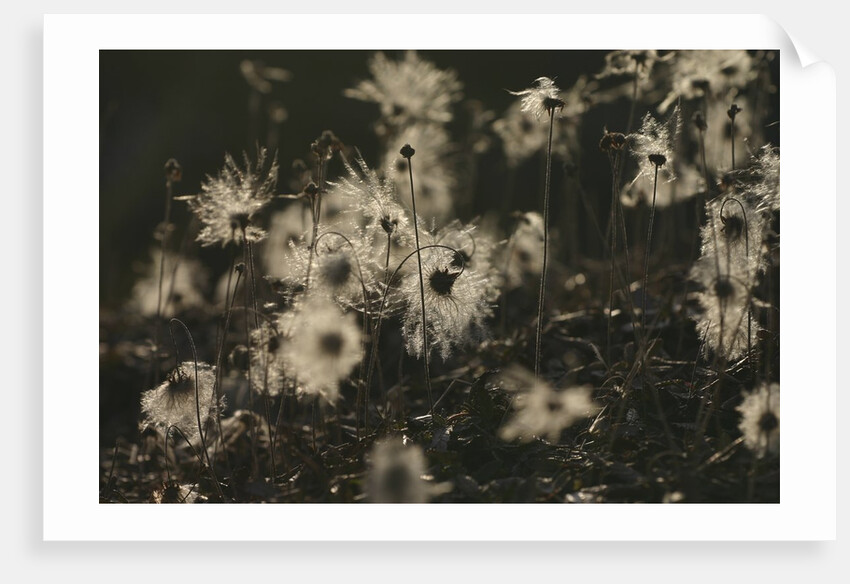 Backlit seedheads by Anonymous