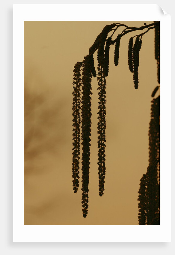 Droopy catkins by Anonymous