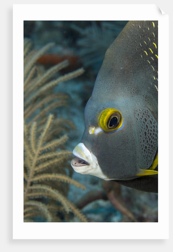 French angelfish (Pomacanthus paru). by Anonymous