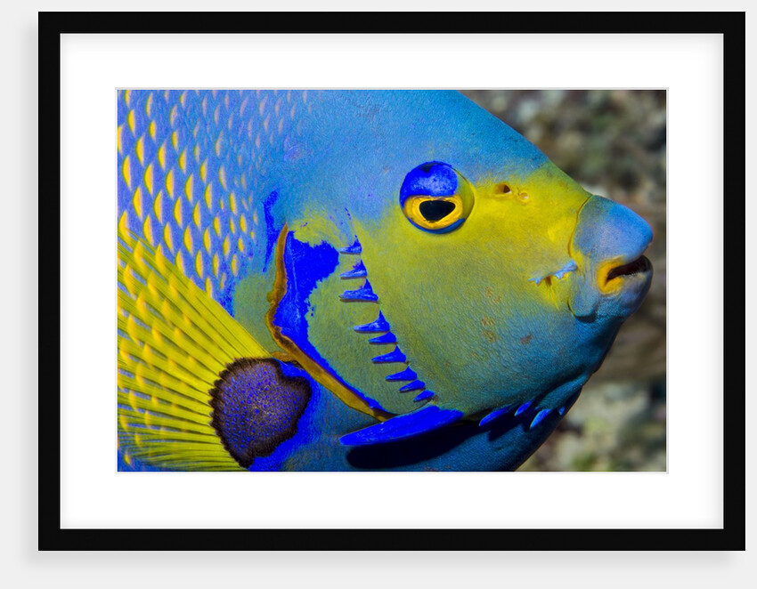 Queen angelfish (Holacanthus ciliaris) by Anonymous