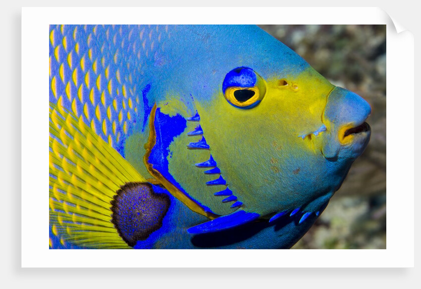 Queen angelfish (Holacanthus ciliaris) by Anonymous