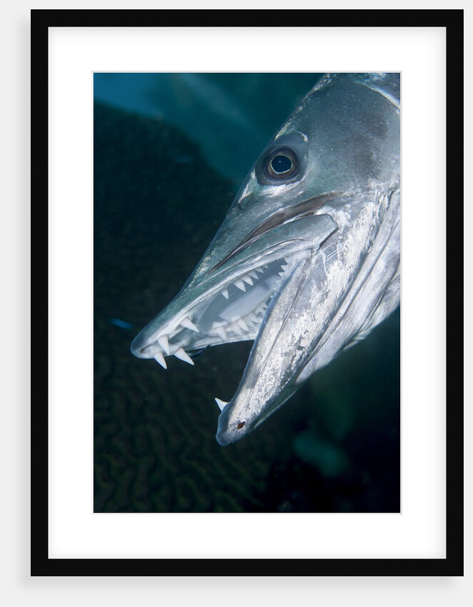 Great baracuda (Sphyraena barracuda) by Anonymous