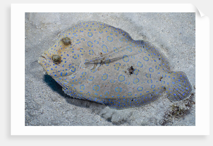 Peacock flounder (Bothus mancus) by Anonymous