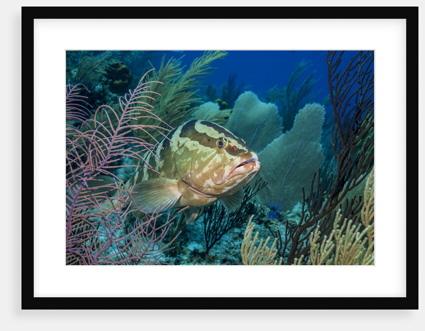 Nassau Grouper (Epinephelus striatus) by Anonymous