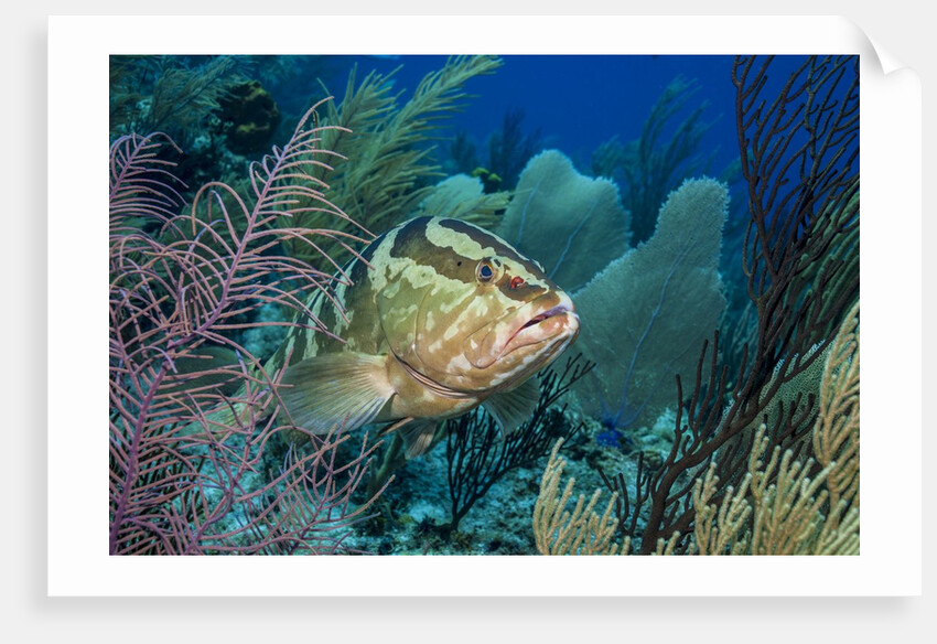 Nassau Grouper (Epinephelus striatus) by Anonymous