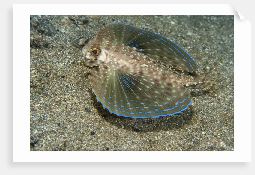 Flying gurnard (Dactylopterus volitans) by Anonymous