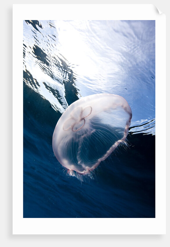 Moon jellyfish (Aurelia aurita). by Anonymous