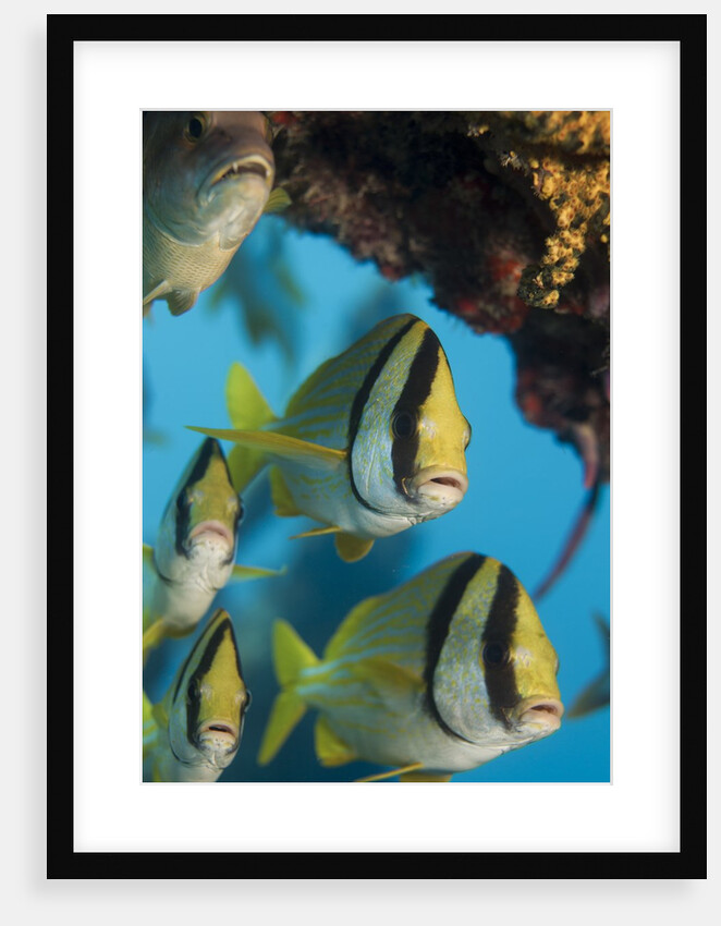 Porkfish (Anisotremus virginicus) by Anonymous