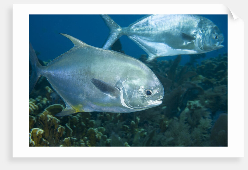 Permit (Trachinotus falcatus) by Anonymous