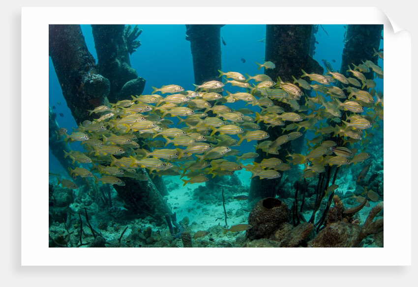 School of smallmouth grunt (Haemulon chrysargyreum). by Anonymous