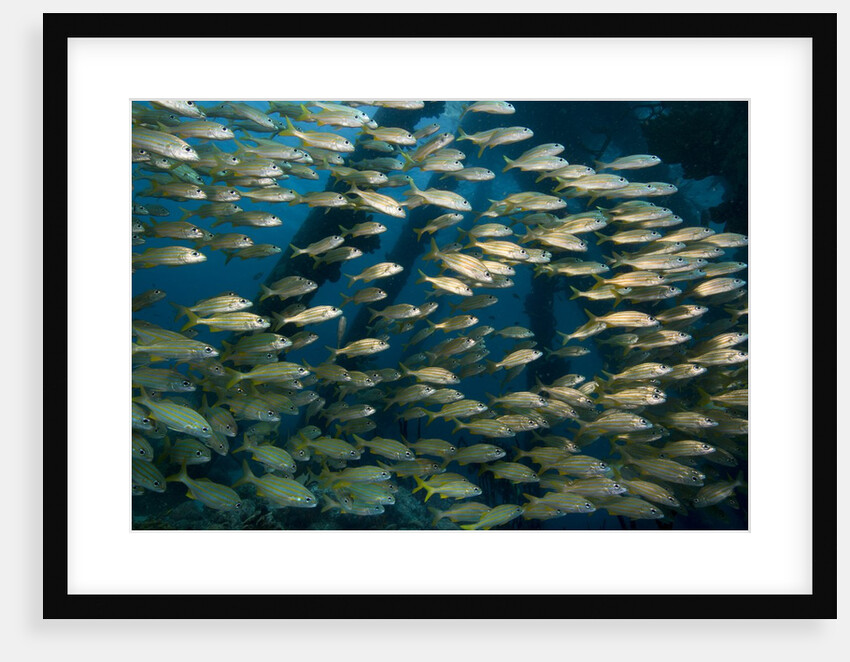 School of smallmouth grunt (Haemulon chrysargyreum). by Anonymous
