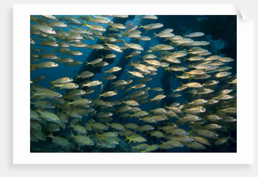 School of smallmouth grunt (Haemulon chrysargyreum). by Anonymous