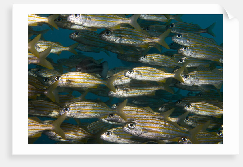 School of smallmouth grunt (Haemulon chrysargyreum). by Anonymous
