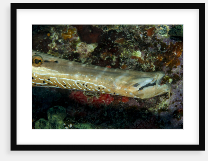 Face and mouth of Trumpetfish (Aulostomus maculatus) by Anonymous