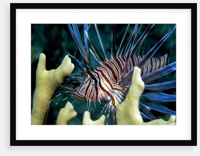 Pacific ocean species in Caribbean Sea by Anonymous