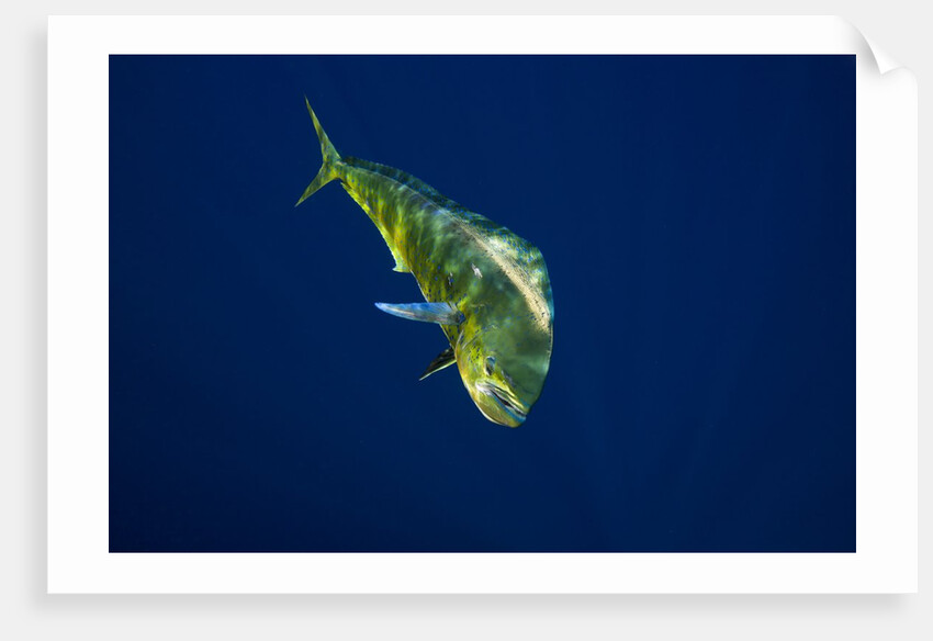 Female Dolphin in open water by Anonymous