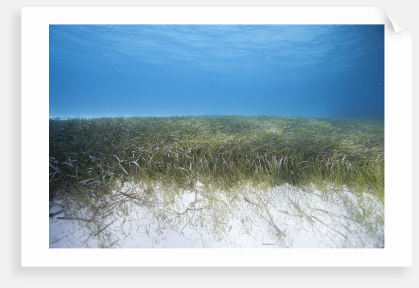 Seagrass beds by Anonymous