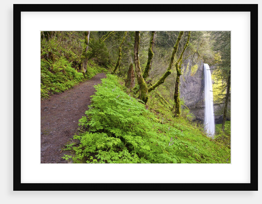 Spring Latourell Falls, Columbia River Gorge National Scenic Area, Oregon by Anonymous