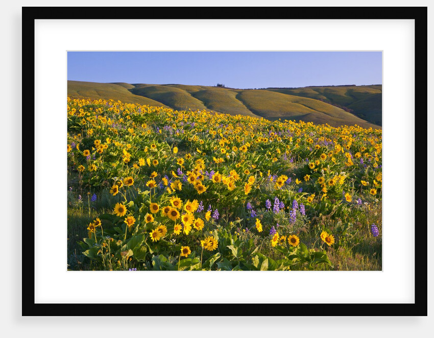 Wildflowers along hillside, Columbia River Gorge National Scenic Area, Oregon by Anonymous