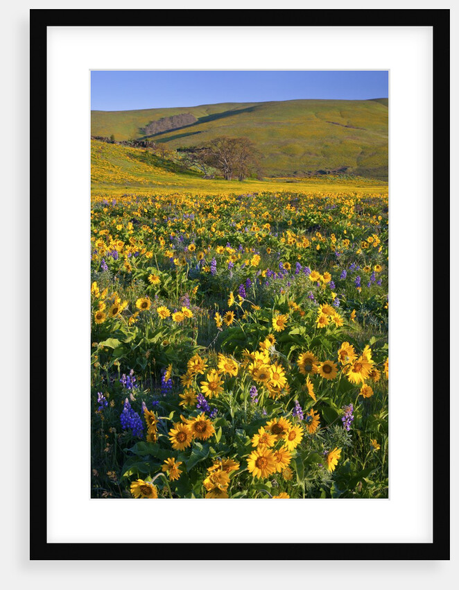 Wildflowers along hillside, Columbia River Gorge National Scenic Area, Oregon by Anonymous
