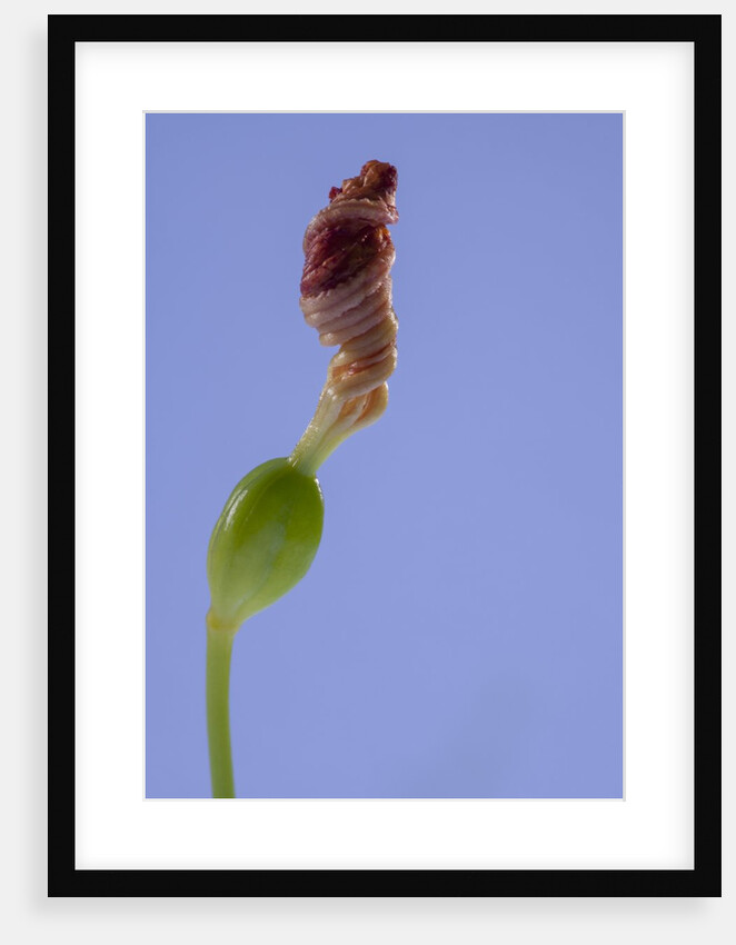 Iris flower by Anonymous