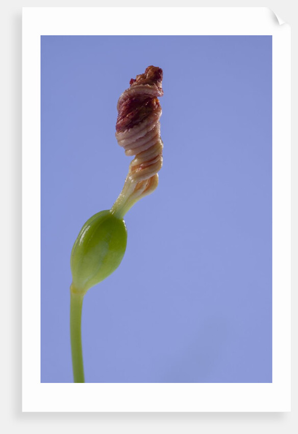 Iris flower by Anonymous