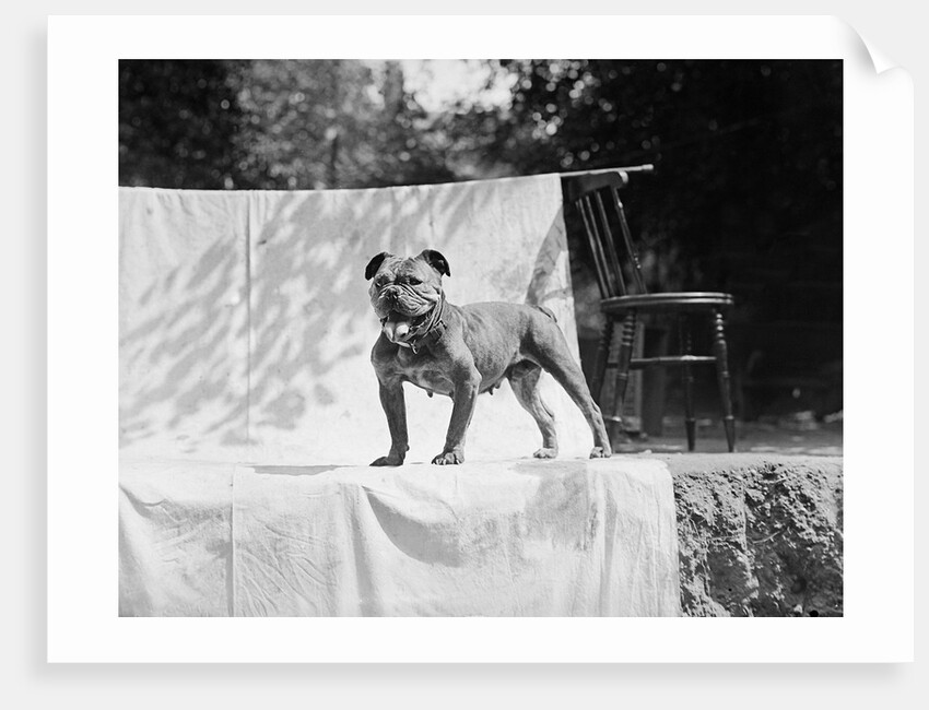 English Bulldog portrait, ca. 1930. by Anonymous