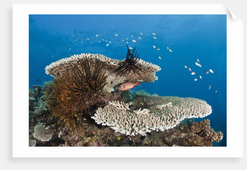 Coral Reef by Anonymous