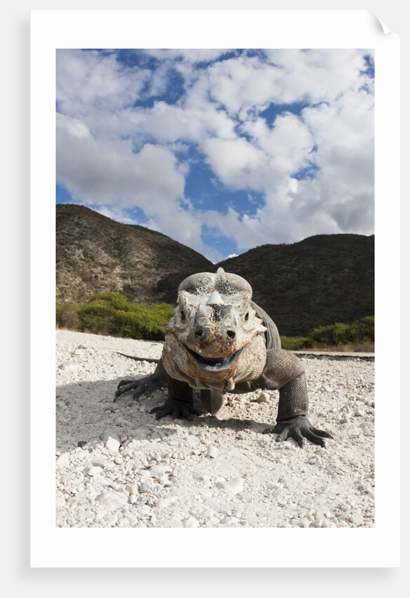 Rhinoceros Iguana (Cyclura cornuta) by Anonymous