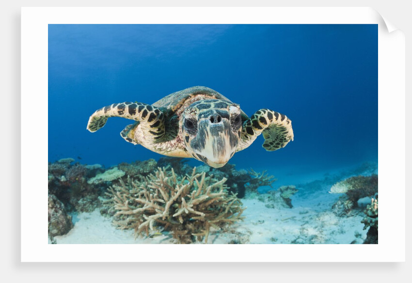 Hawksbill Turtle (Eretmochelys imbricata) by Anonymous