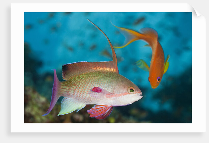 Lyretail Anthias (Pseudanthias squamipinnis) by Anonymous