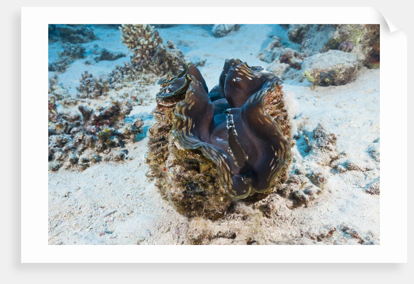 Giant Clam (Tridacna squamosa) by Anonymous