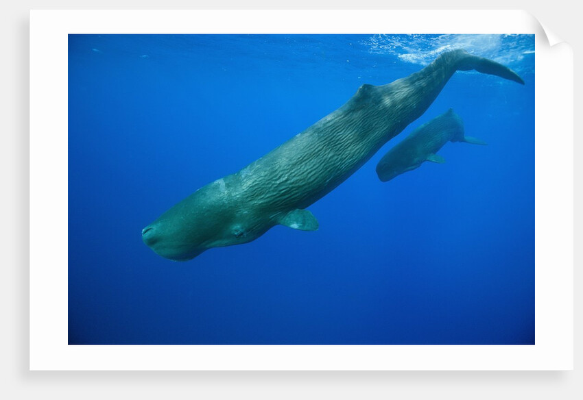 Sperm Whale Mother and Calf by Anonymous