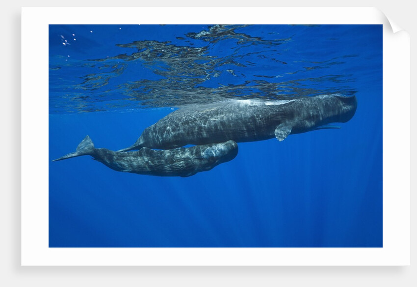 Sperm Whale Mother and Calf by Anonymous