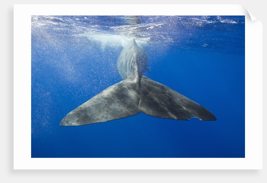 Sperm Whale Tail by Anonymous