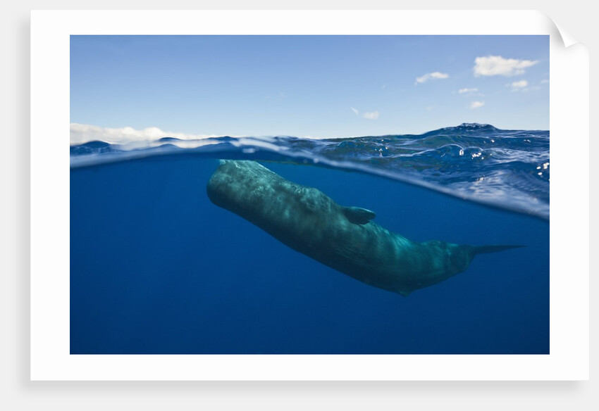Sperm Whale (Physeter macrocephalus) by Anonymous