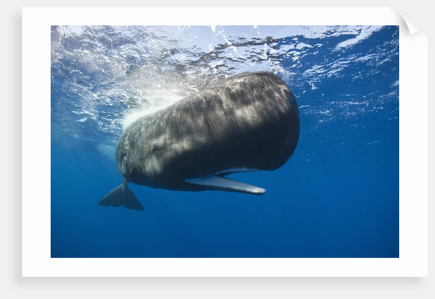 Sperm Whale (Physeter macrocephalus) by Anonymous