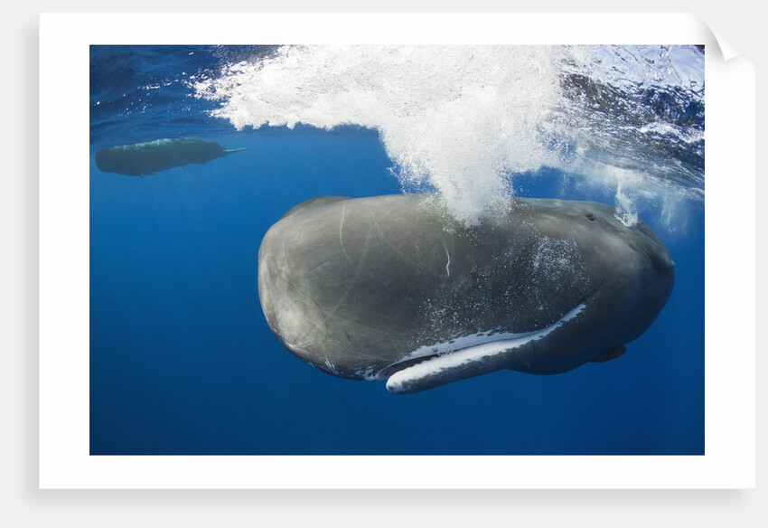 Sperm Whale (Physeter macrocephalus) by Anonymous