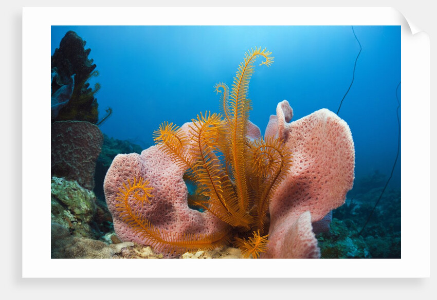 Sponge and Crinoid on a Coral Reef by Anonymous