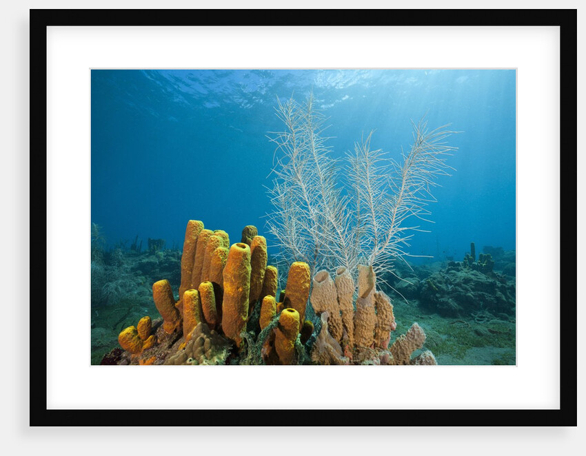 Yellow Tube Sponges in Coral Reef by Anonymous