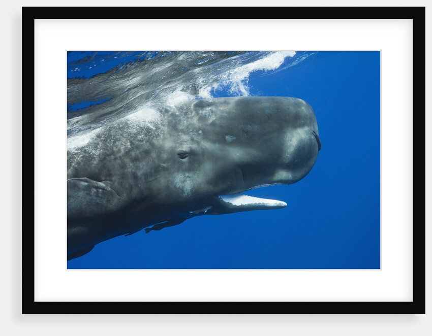 Sperm Whale head by Anonymous